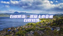 白蚁防治:混凝土也会被白蚁蛀蚀