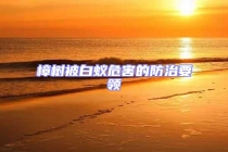 樟树被白蚁危害的防治要领