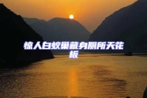 惊人白蚁巢藏身厕所天花板