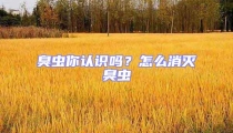 臭虫你认识吗?怎么消灭臭虫