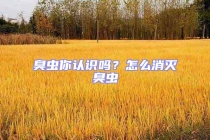 臭虫你认识吗？怎么消灭臭虫
