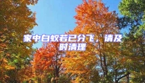 家中白蚁若已分飞,请及时清理