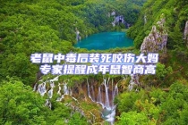 老鼠中毒后装死咬伤大妈 专家提醒成年鼠智商高