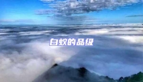 白蚁的品级