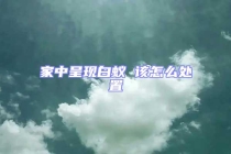 家中呈现白蚁 该怎么处置