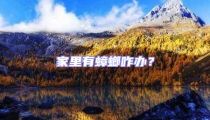 家里有蟑螂咋办?