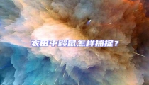 农田中鼹鼠怎样捕捉?