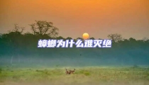 蟑螂为什么难灭绝