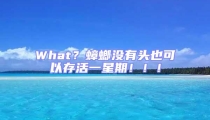 What?蟑螂没有头也可以存活一星期!!!