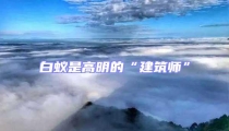 白蚁是高明的“建筑师”