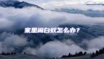 家里闹白蚁怎么办？