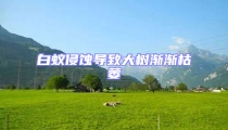 白蚁侵蚀导致大树渐渐枯萎