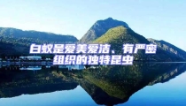 白蚁是爱美爱洁、有严密组织的独特昆虫