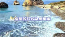 房屋的白蚁从那里来