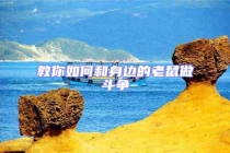 教你如何和身边的老鼠做斗争