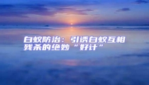白蚁防治:引诱白蚁互相残杀的绝妙“好计”