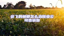 会飞的蟑螂怎么治除虫公司告诉你