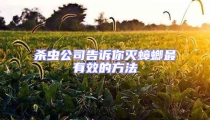 杀虫公司告诉你灭蟑螂最有效的方法