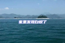 家里发现白蚁了