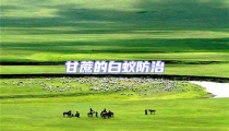 甘蔗的白蚁防治