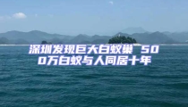 深圳发现巨大白蚁巢 500万白蚁与人同居十年