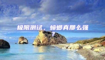 极限测试,蟑螂真那么强?