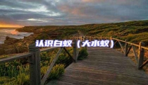 认识白蚁（大水蚁）
