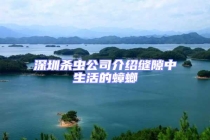 深圳杀虫公司介绍缝隙中生活的蟑螂