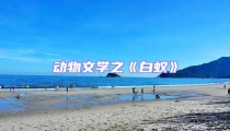 动物文学之《白蚁》