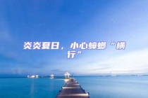 炎炎夏日，小心蟑螂“横行”