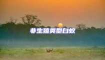 非生殖类型白蚁