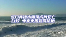 虹口宾馆木楼现成片死亡白蚁 专家支招如何防治