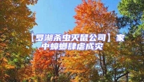 【罗湖杀虫灭鼠公司】家中蟑螂肆虐成灾