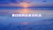 家白蚁的危害及防治