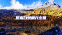 探索白蚁巢穴密码