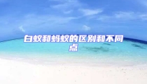 白蚁和蚂蚁的区别和不同点