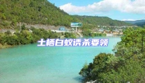 土栖白蚁诱杀要领