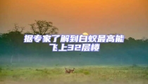 据专家了解到白蚁最高能飞上32层楼
