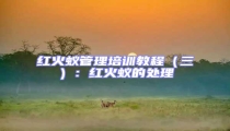 红火蚁管理培训教程（三）：红火蚁的处理