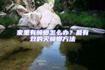 家里有蟑螂怎么办？最有效的灭蟑螂方法