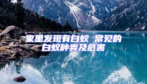 家里发现有白蚁 常见的白蚁种类及危害
