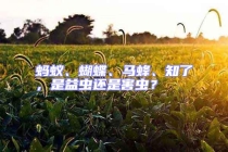 蚂蚁、蝴蝶、马蜂、知了，是益虫还是害虫？