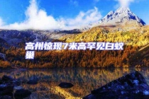 高州惊现7米高罕见白蚁巢