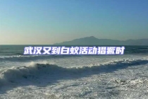 武汉又到白蚁活动猖獗时