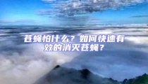 苍蝇怕什么？如何快速有效的消灭苍蝇？