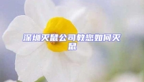 深圳灭鼠公司教您如何灭鼠