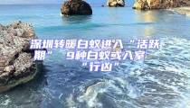 深圳转暖白蚁进入“活跃期” 9种白蚁或入室“行凶”