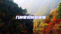 几种常见防蚊植物