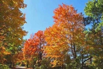 怎么样消杀蚊、清除蚊虫孳生地预防登革热