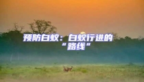 预防白蚁:白蚁行进的“路线”